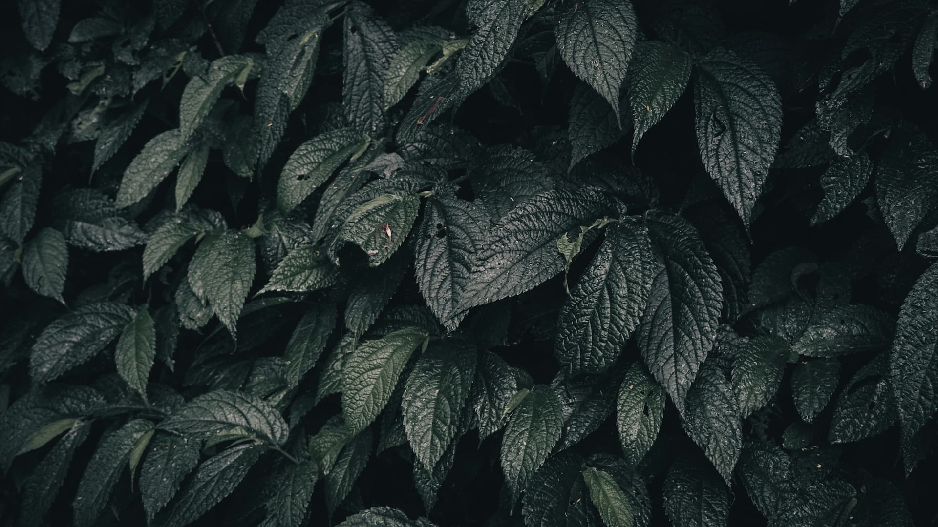 leaves dark 1920x1080