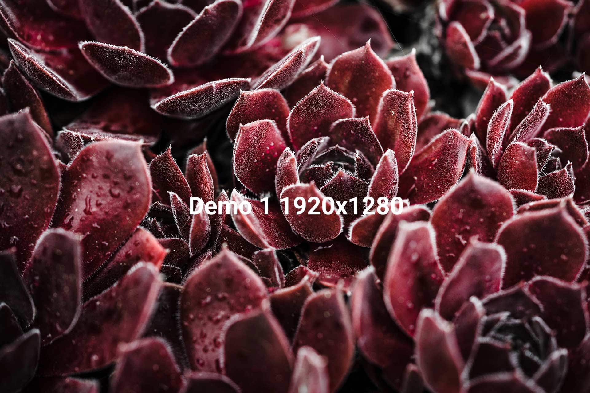 {acf_logos_-_logo_weis_-_bild_alt_text}